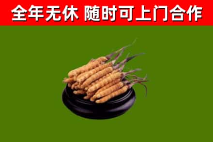 龙华回收冬虫夏草