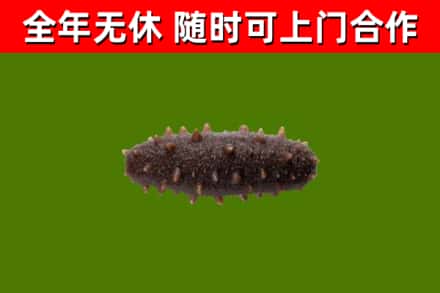 龙华回收海参干